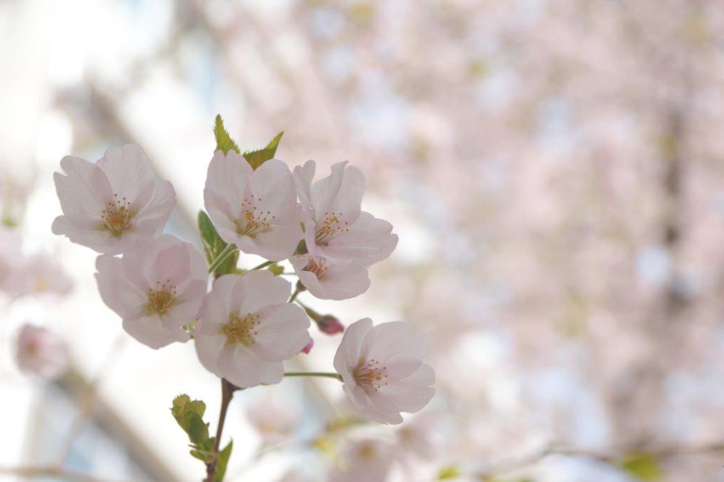 2017年お花見