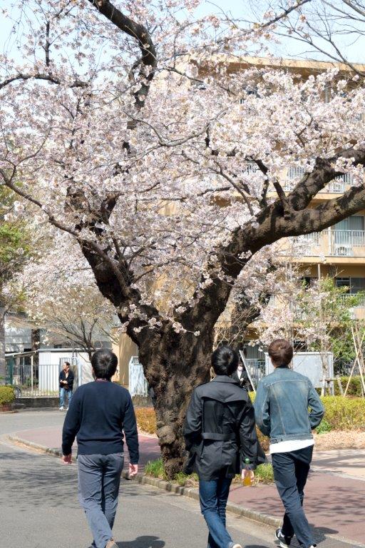 2017年お花見