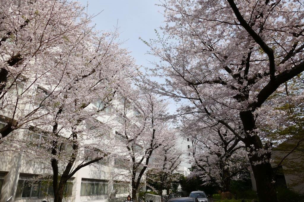 2017年お花見